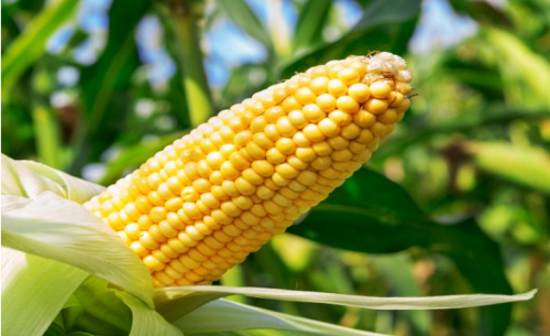 玉米期貨行情漲跌的原因？行情分析